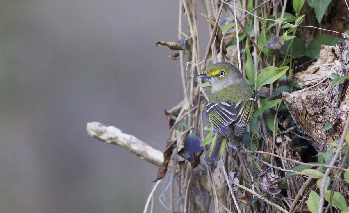 White-eyed Vireo - Doug Hitchcox