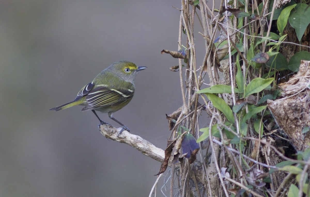 White-eyed Vireo - ML85011771