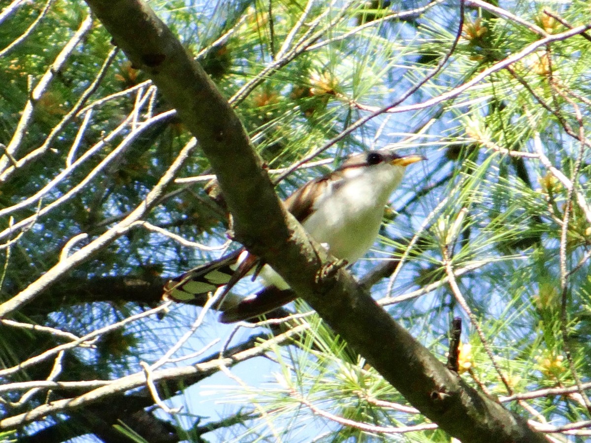 Yellow-billed Cuckoo - ML85011871