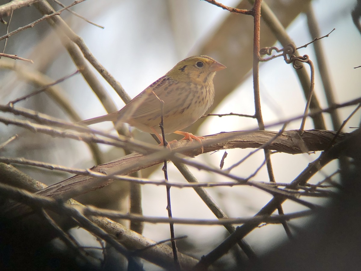 Henslow's Sparrow - ML85011951