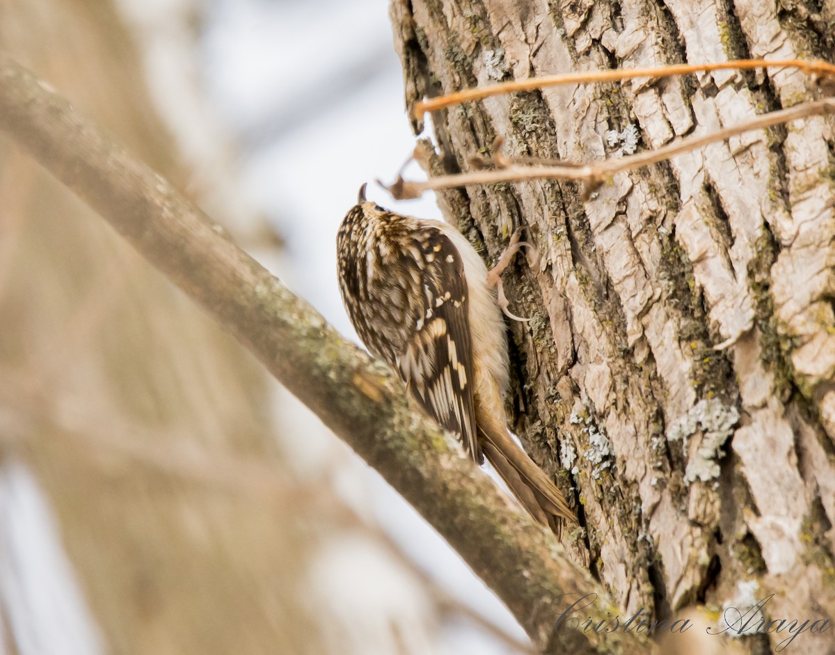 Brown Creeper - ismael chavez