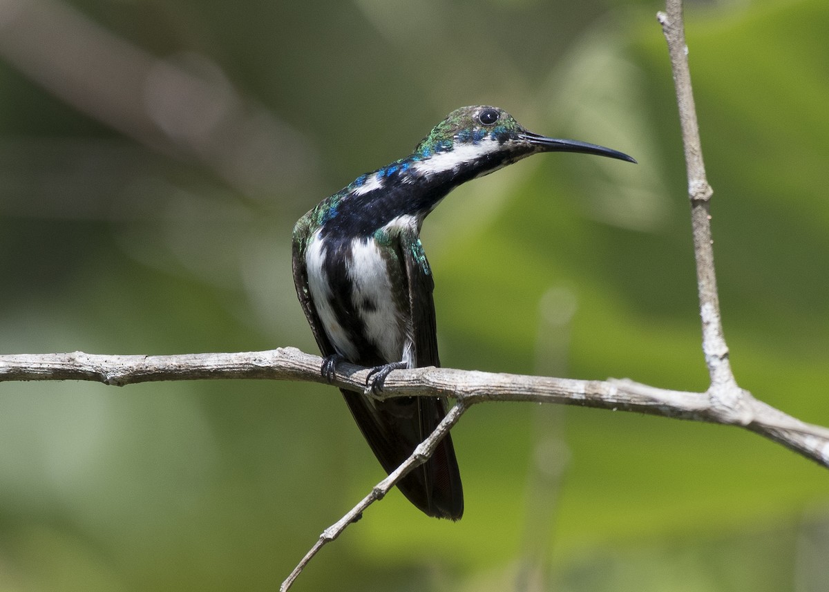Black-throated Mango - ML85012641