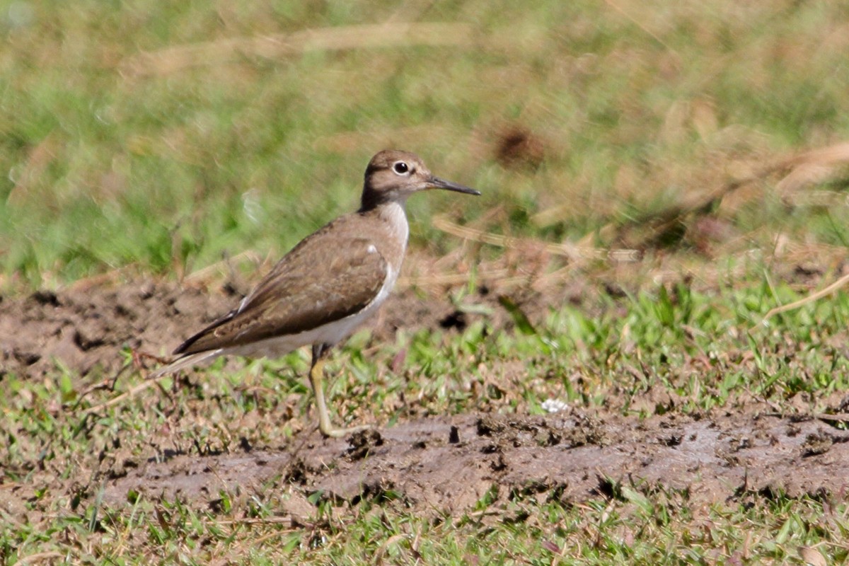 Common Sandpiper - ML85013451