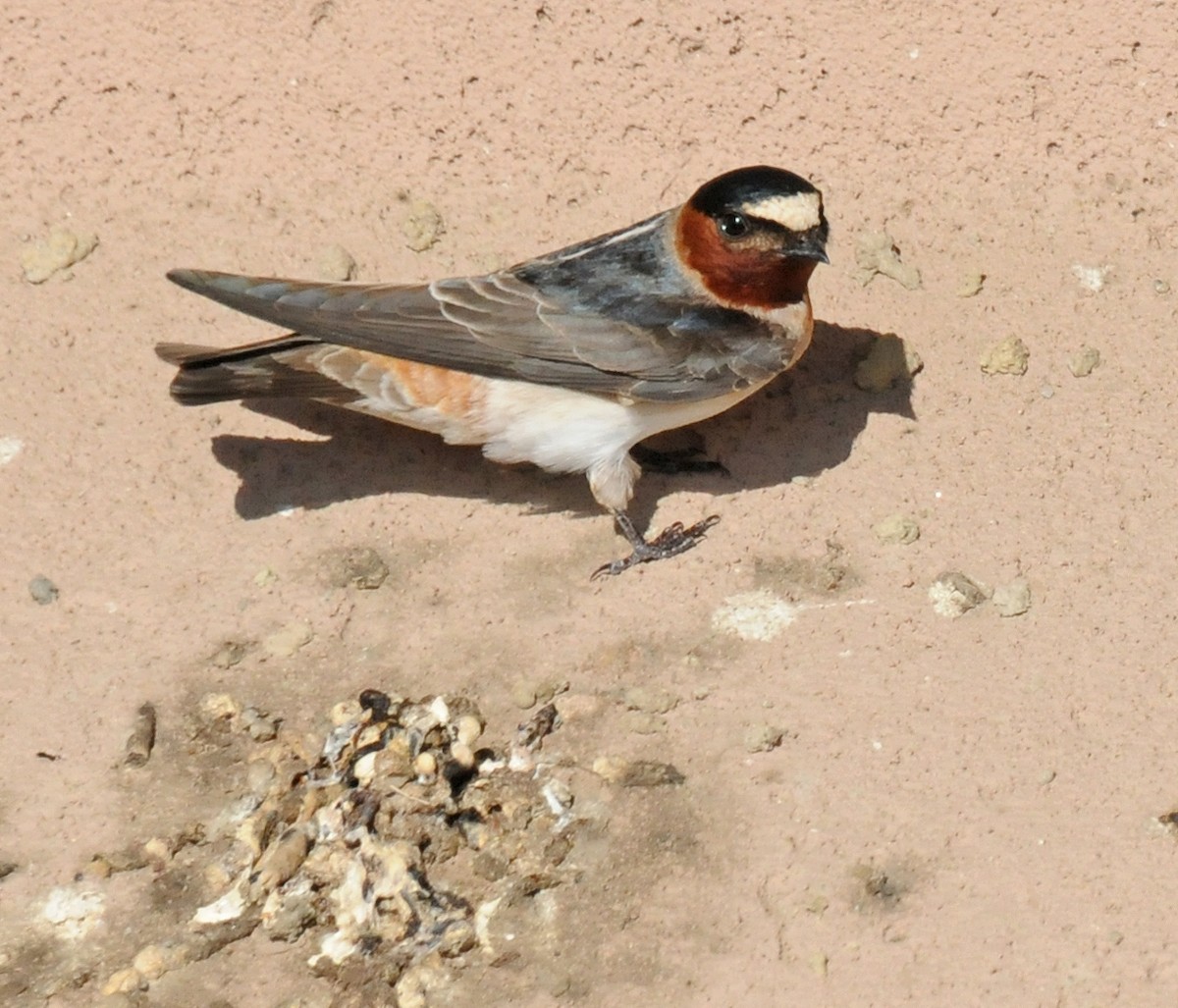 Cliff Swallow - ML85013491