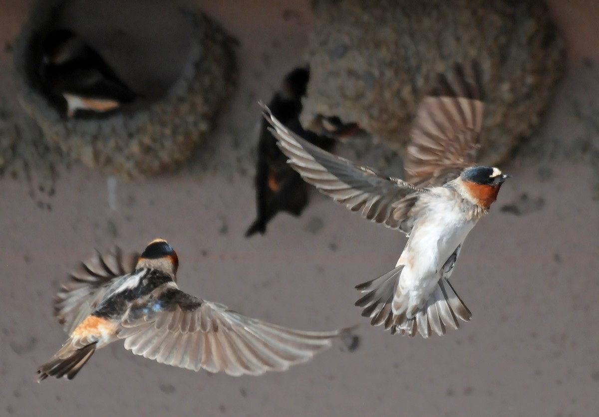 Cliff Swallow - ML85013501