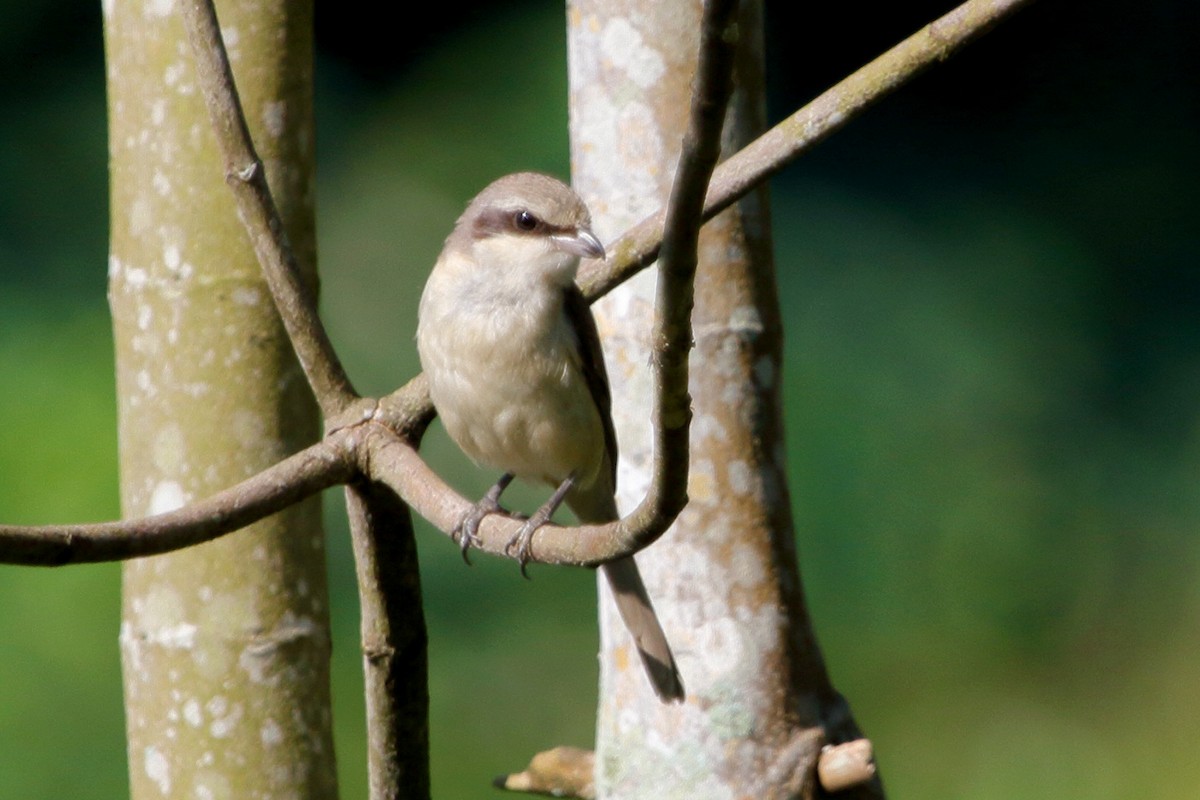 Brown Shrike - ML85013741