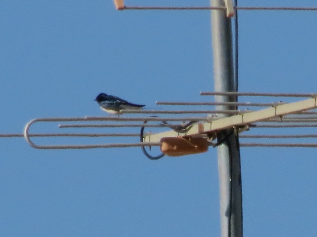 Barn Swallow - ML85013841