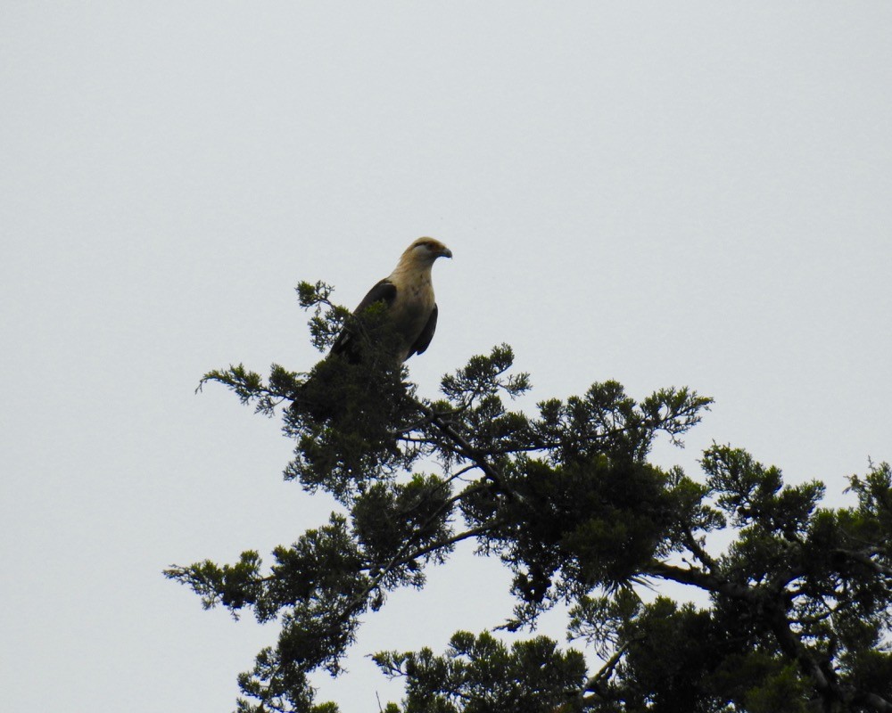 Yellow-headed Caracara - Bruce Moorman