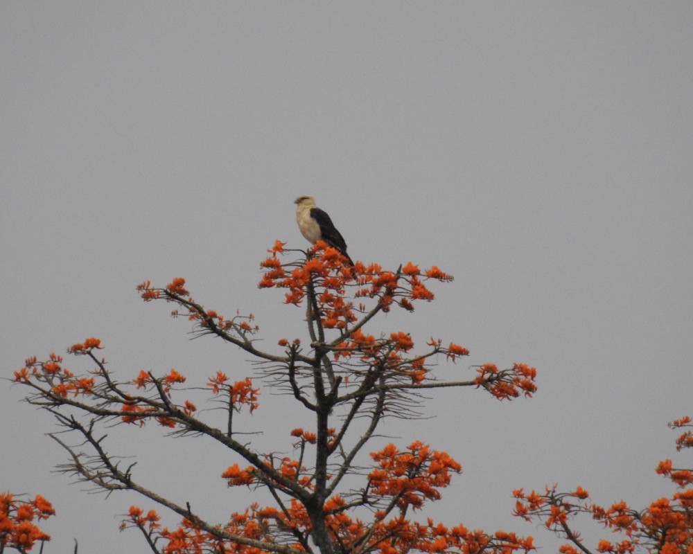 Yellow-headed Caracara - Bruce Moorman