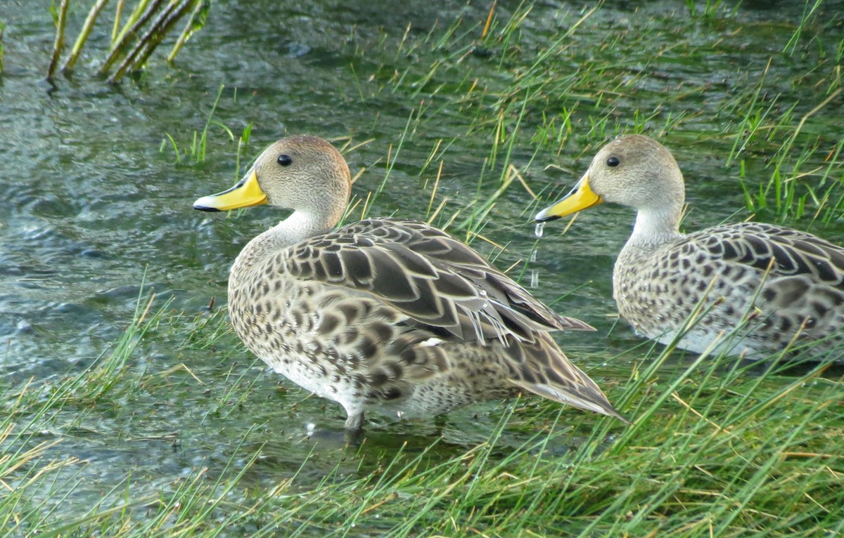 Yellow-billed Pintail - Peter Blancher