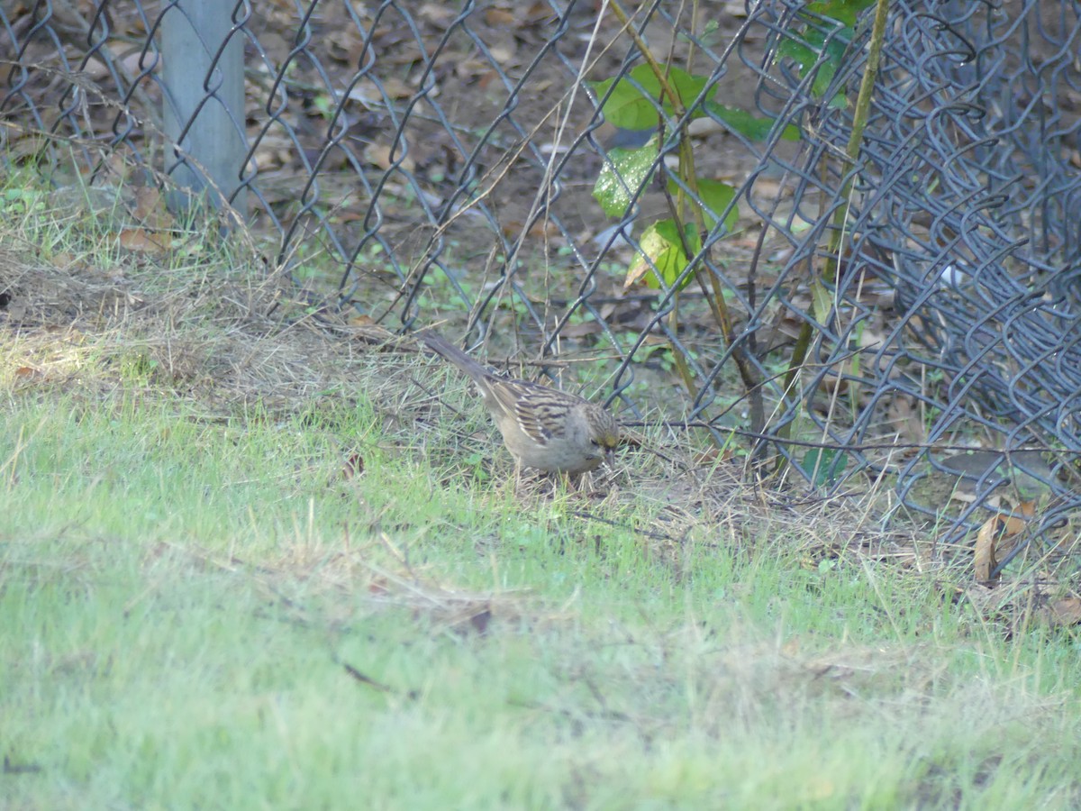 Golden-crowned Sparrow - ML85014651