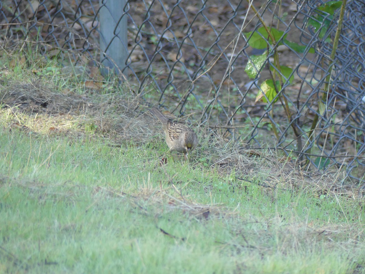 Golden-crowned Sparrow - ML85014771