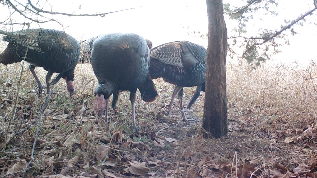 Wild Turkey - ML85016891