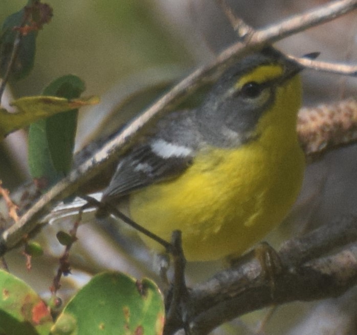 Adelaide's Warbler - ML85017341