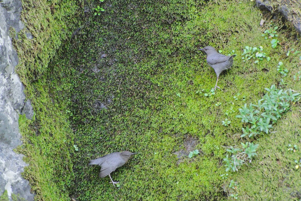 American Dipper - ML85017411