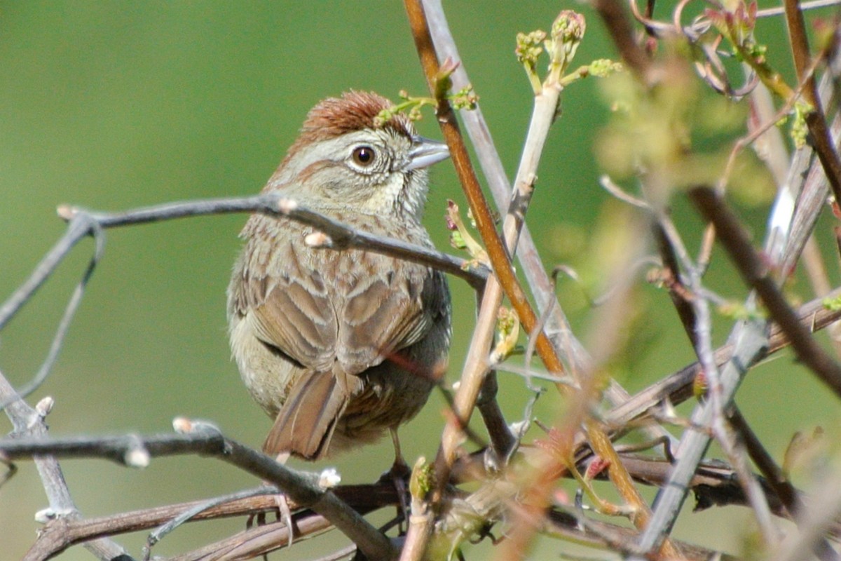 Rufous-crowned Sparrow - ML85017421