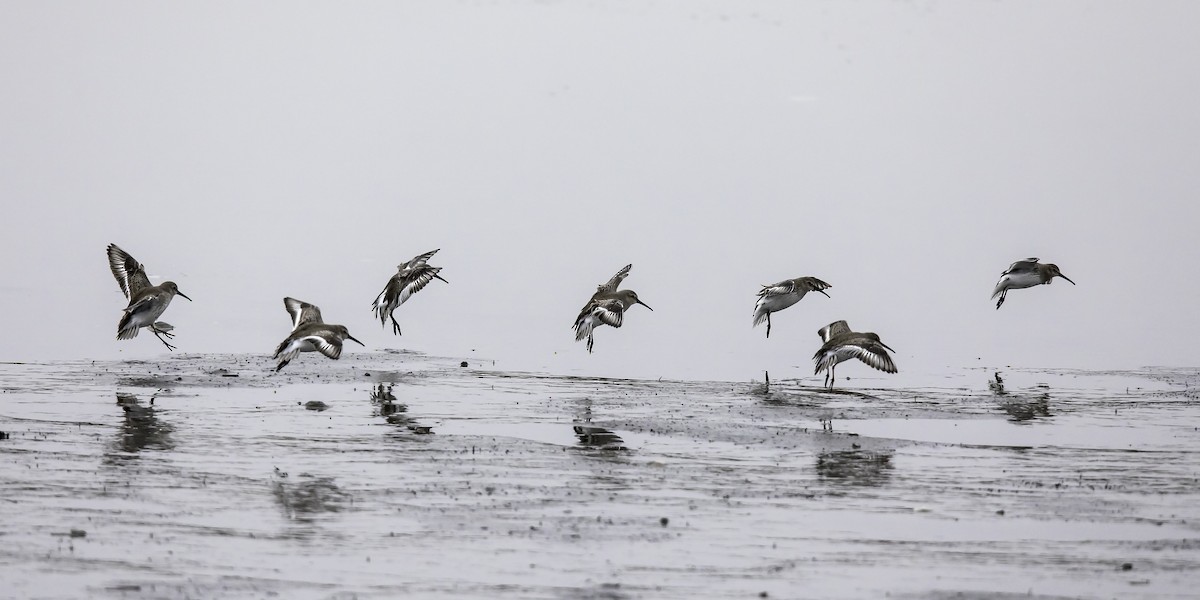 Dunlin - Bruce Van Valen