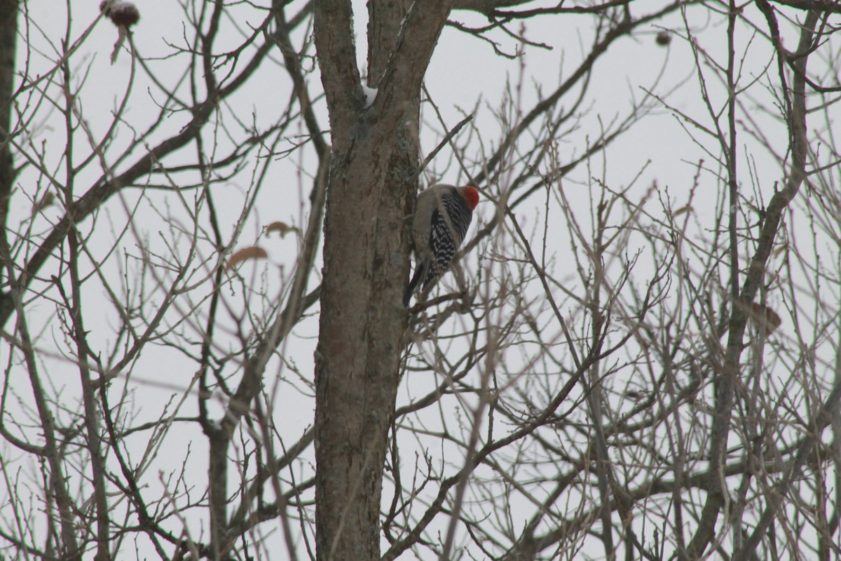 Red-bellied Woodpecker - ML85018271