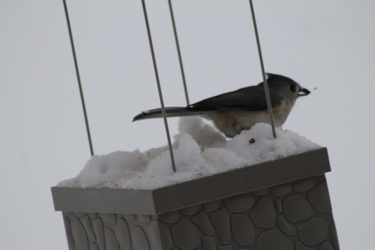 Tufted Titmouse - ML85019071