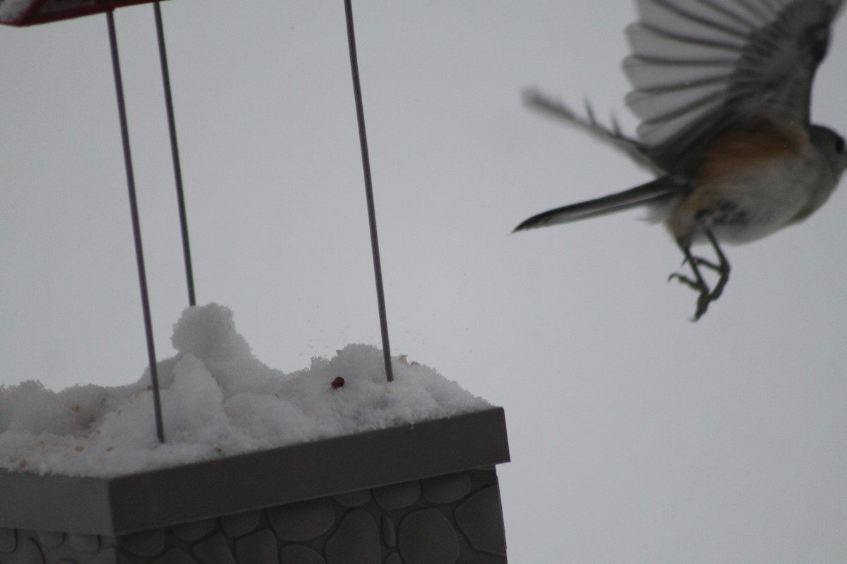 Tufted Titmouse - ML85019081