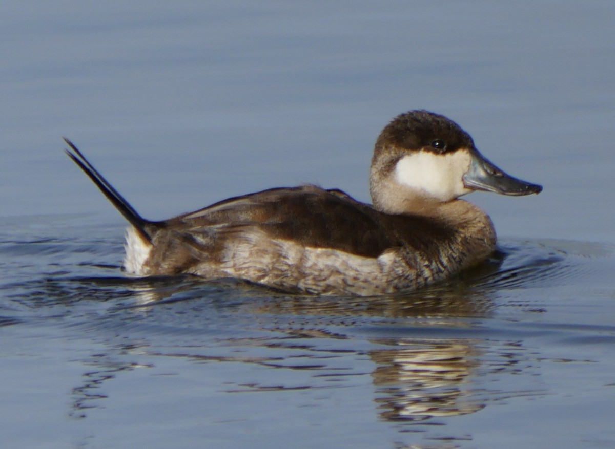 Ruddy Duck - ML85020151