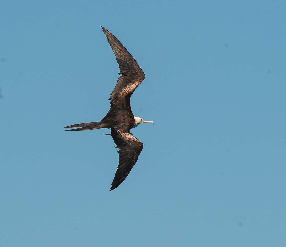 Magnificent Frigatebird - ML85020541