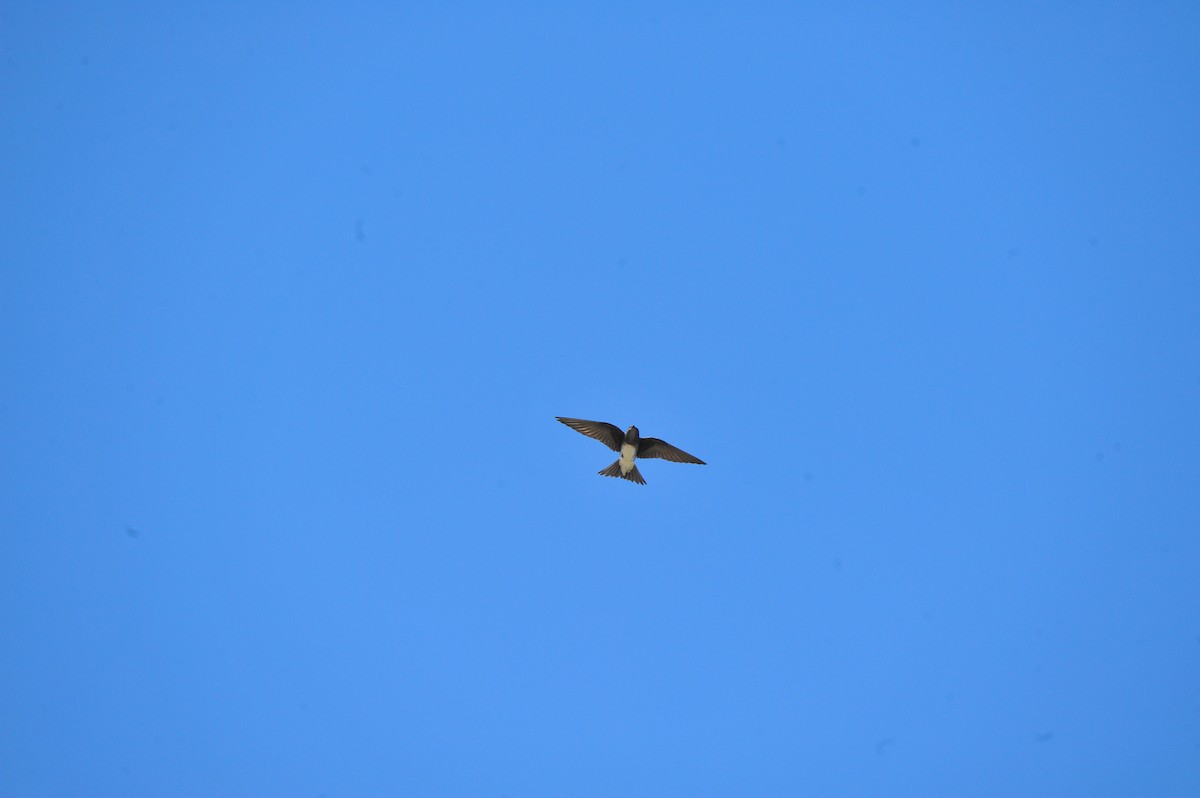 Golondrina sp. (Progne sp.) - ML85020651