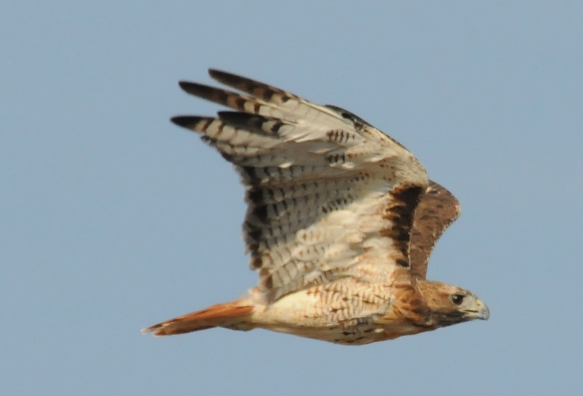 Red-tailed Hawk - ML85020691