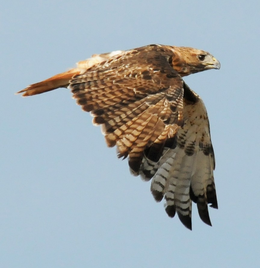 Red-tailed Hawk - ML85020701