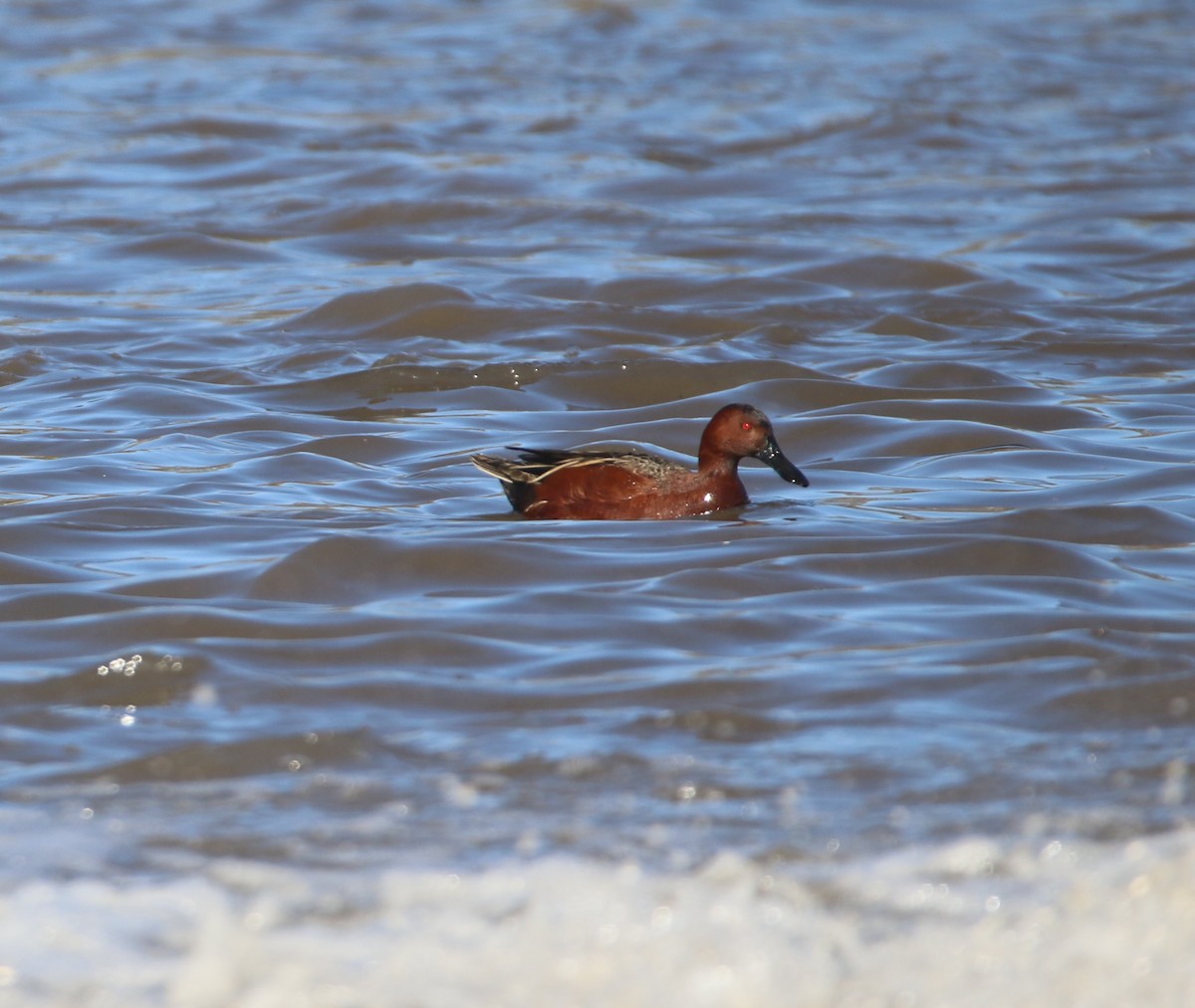 Cinnamon Teal - Pair of Wing-Nuts