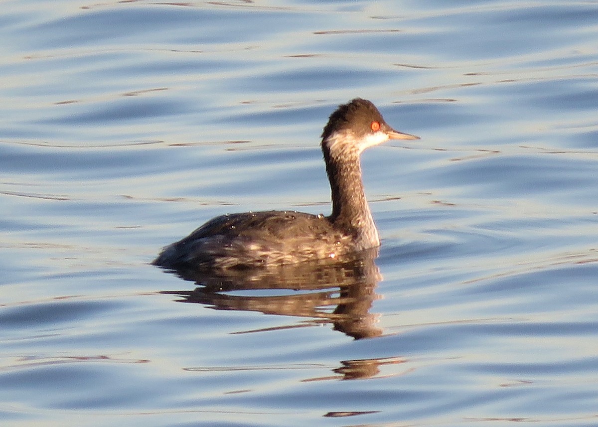 Eared Grebe - Mark A. Brogie