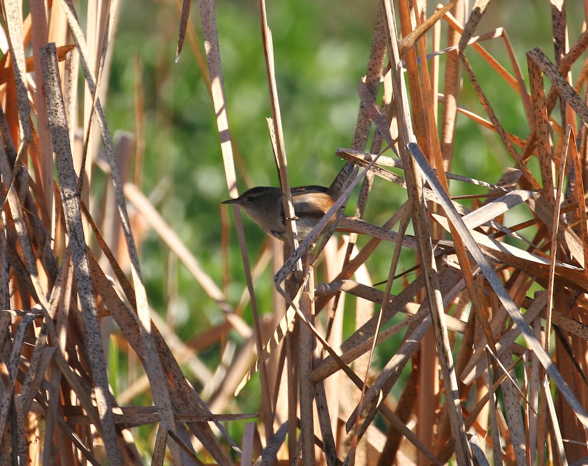 Marsh Wren - ML85023301