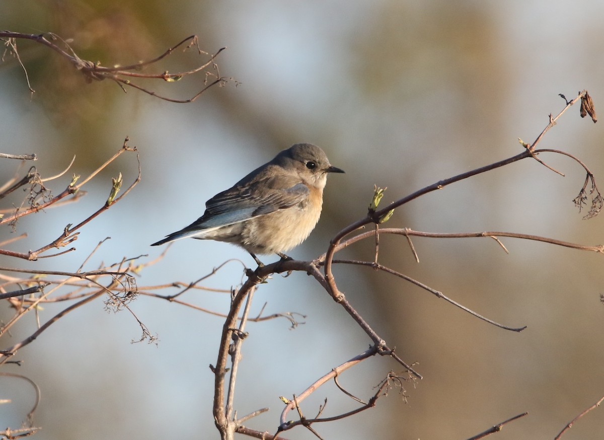 Western Bluebird - Pair of Wing-Nuts