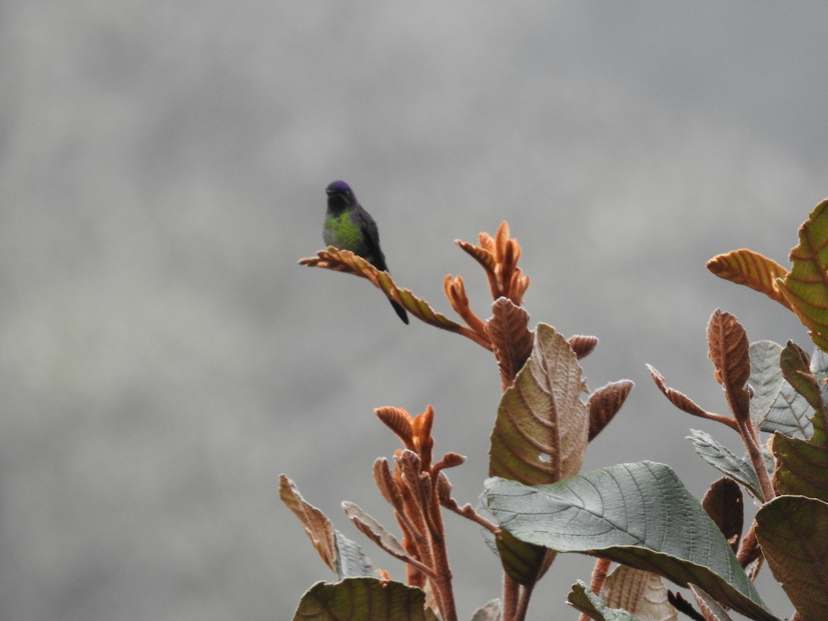 Colibrí Piquicorto Común - ML85023411