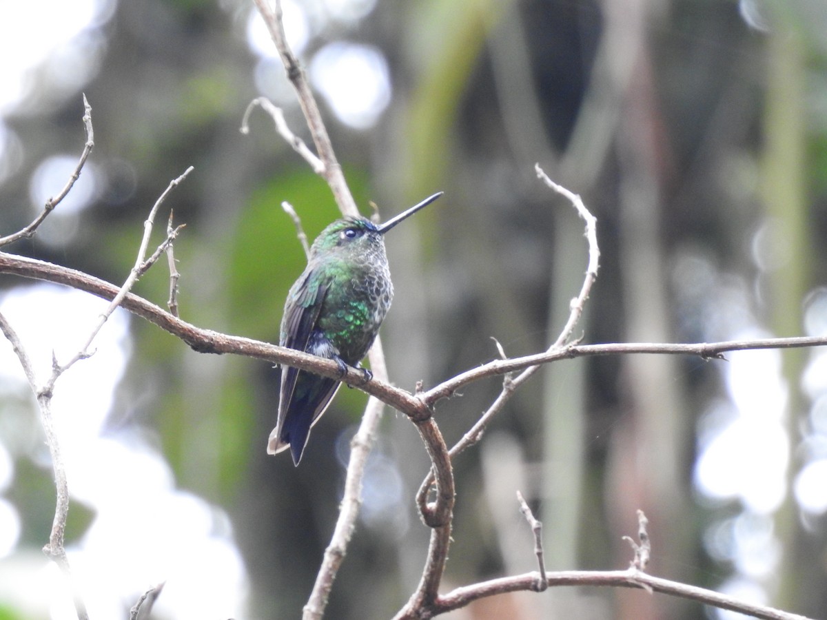 Black-thighed Puffleg - Julio Calderón Birding Tour Guide 🦉