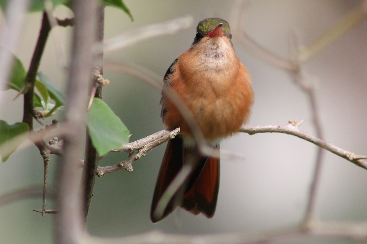 Cinnamon Hummingbird - Greg Laverty