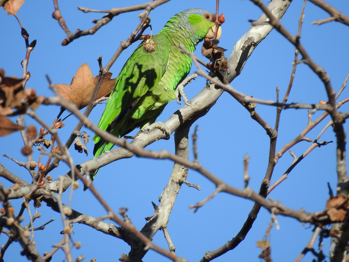 Lilac-crowned Parrot - James Maley