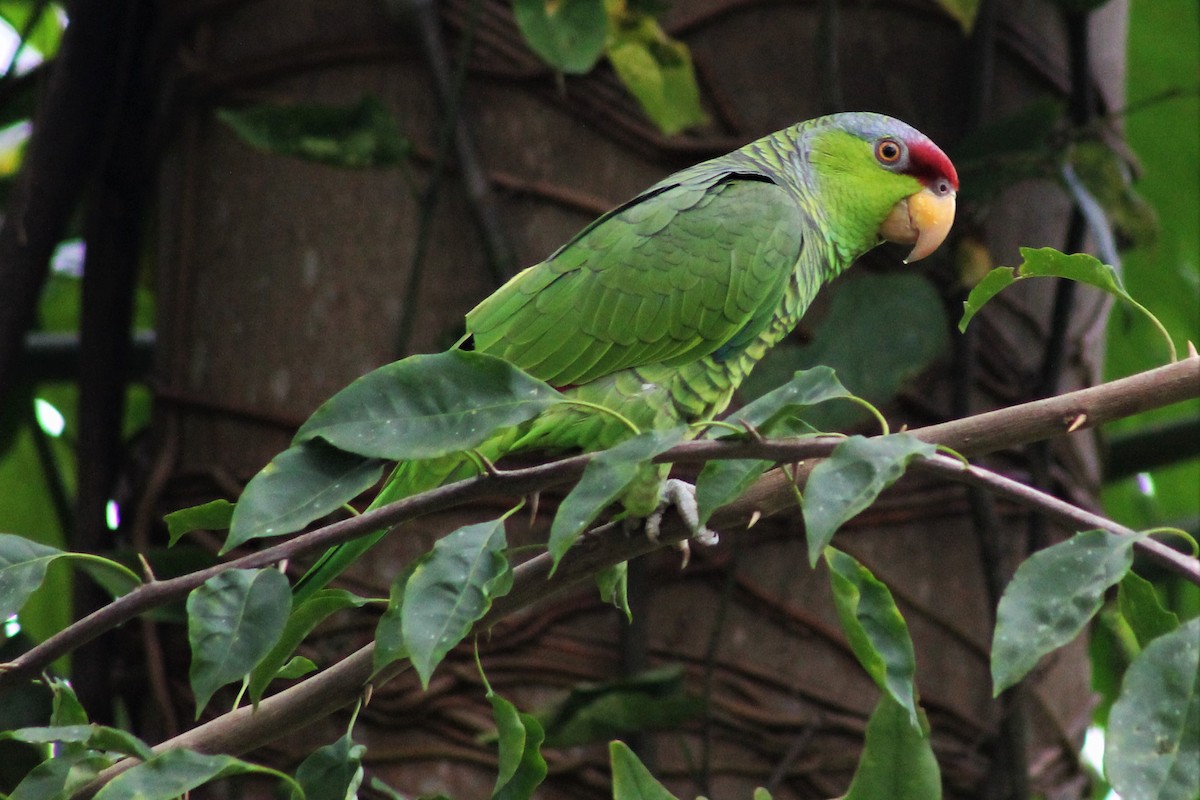 Lilac-crowned Parrot - ML85025121