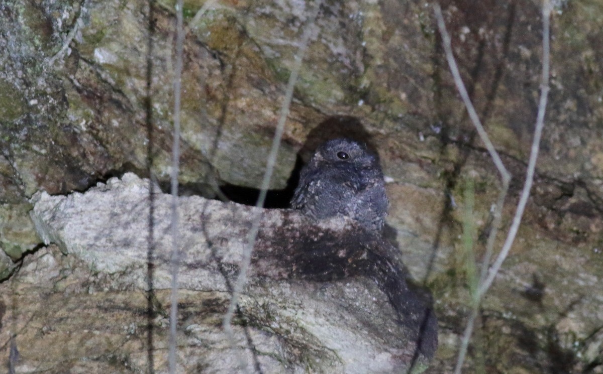 Band-winged Nightjar - ML85026181