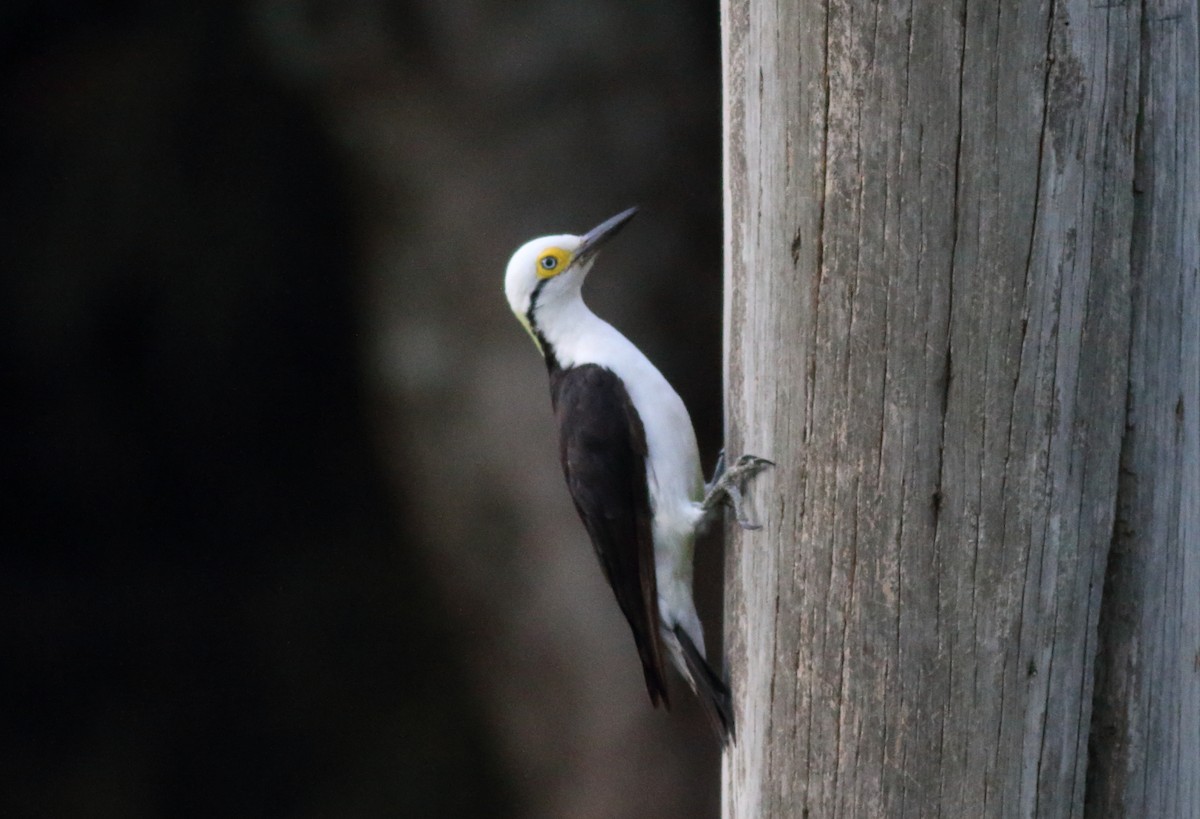 White Woodpecker - ML85026321