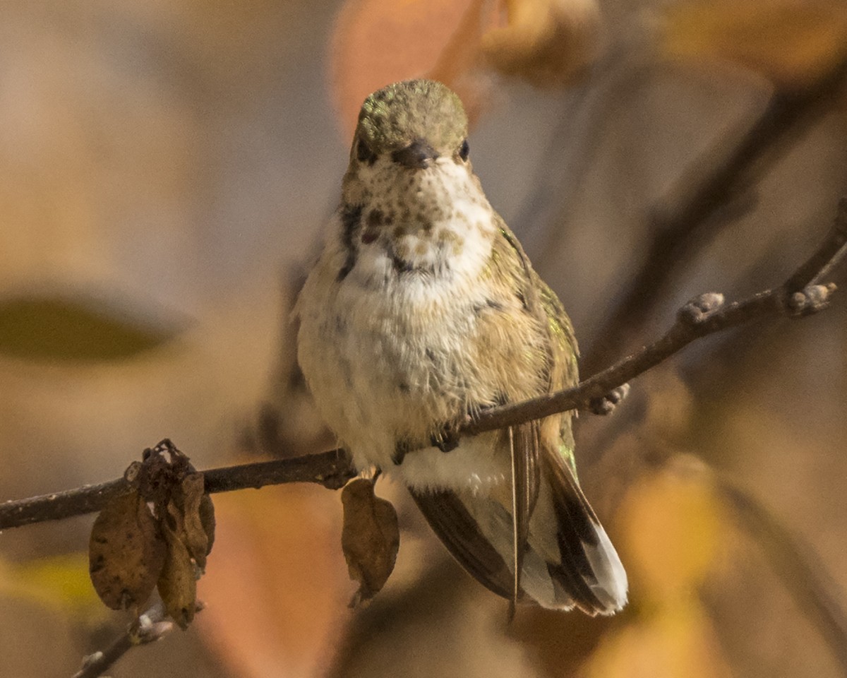 Calliope Hummingbird - ML85026351