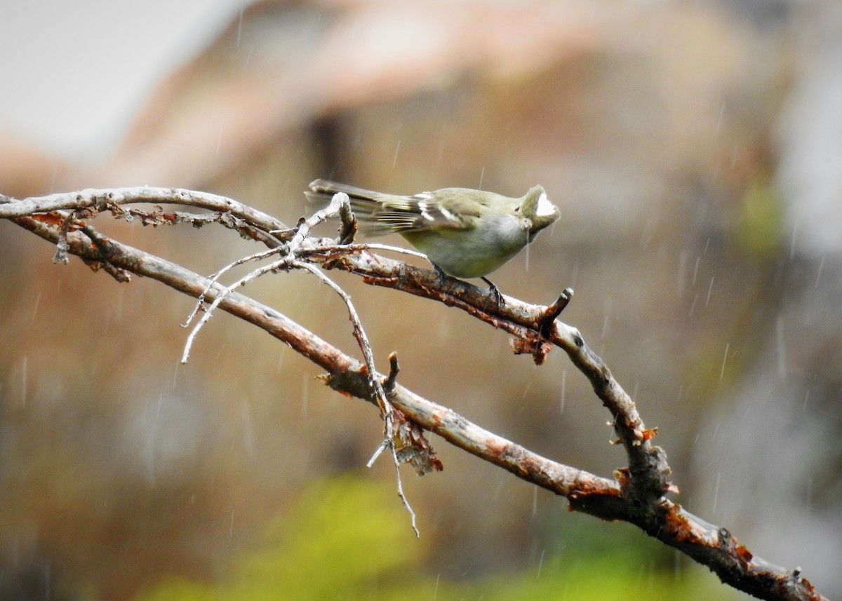 White-crested Elaenia - Pablo Alejandro Pla