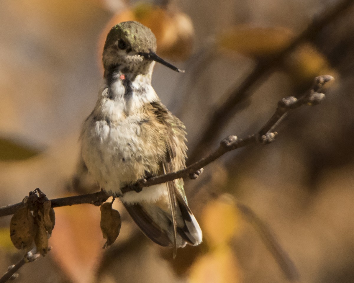 Calliope Hummingbird - ML85026641
