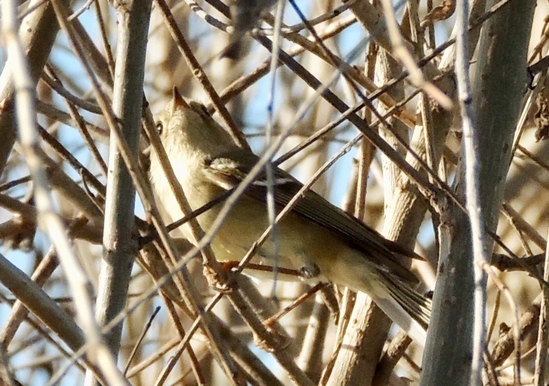 Ruby-crowned Kinglet - ML85027671