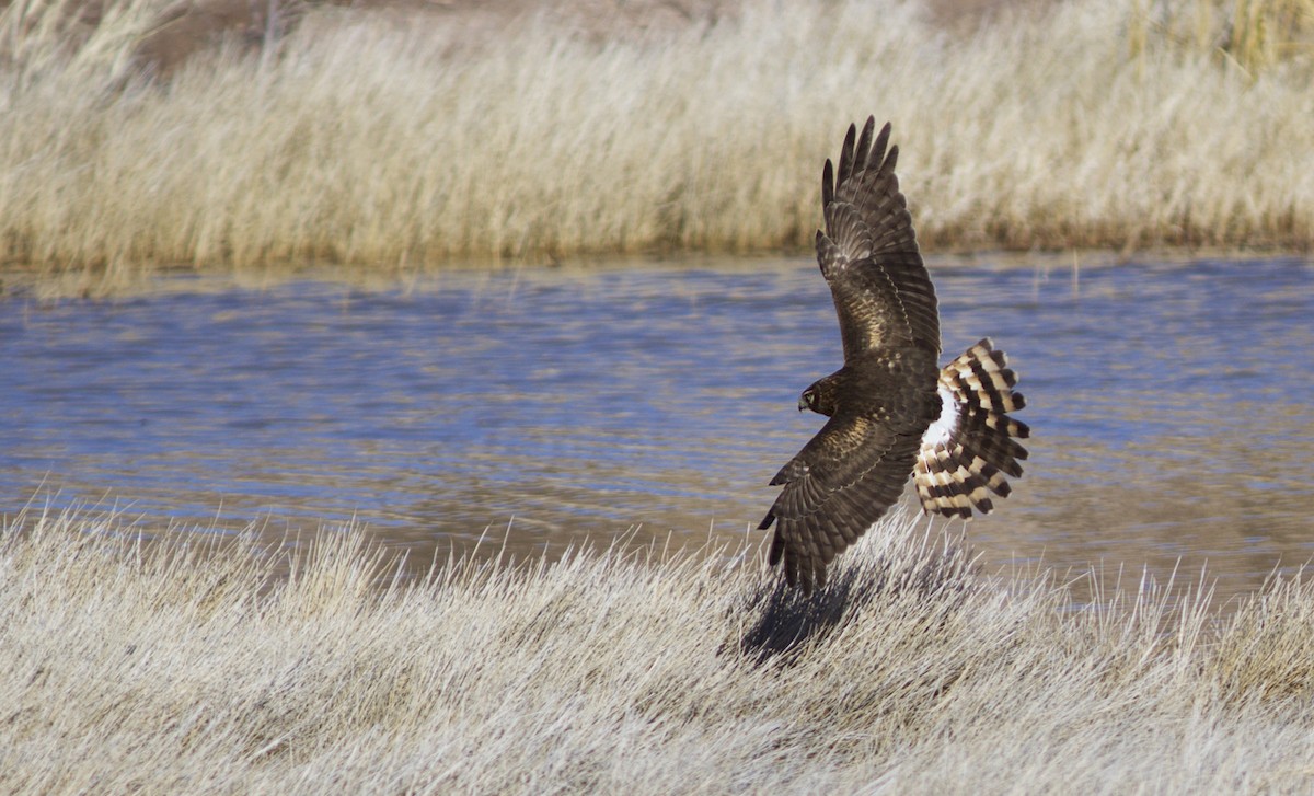 Northern Harrier - ML85027751