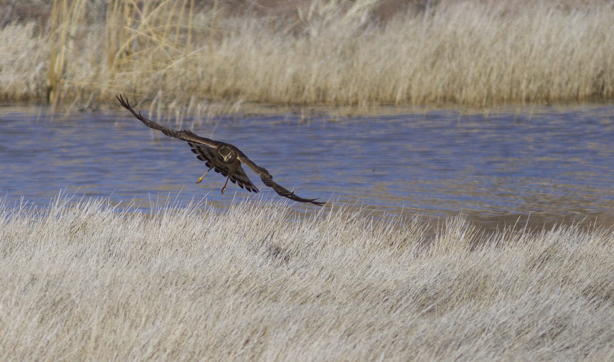 Northern Harrier - ML85027771