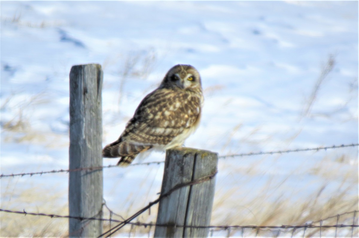 Short-eared Owl - ML85027891