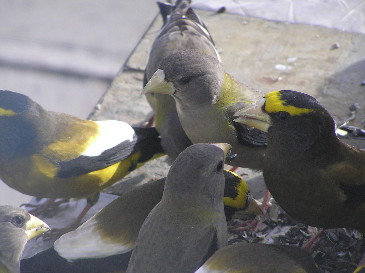 Evening Grosbeak - ML85028131