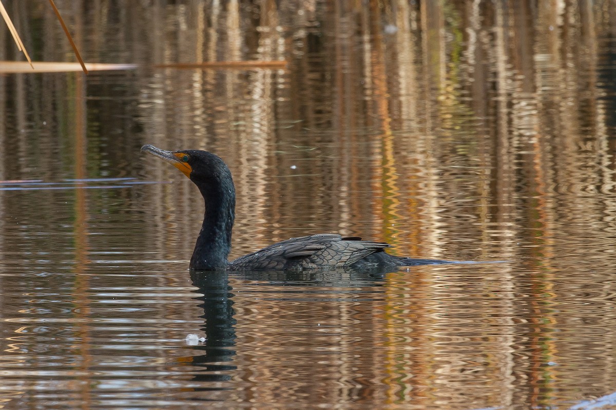 Double-crested Cormorant - Kenneth McElroy
