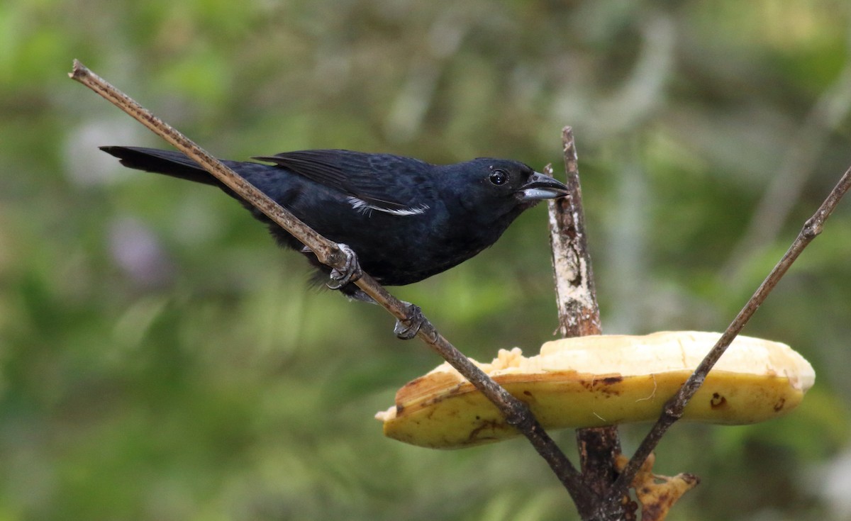 Ruby-crowned Tanager - ML85028451